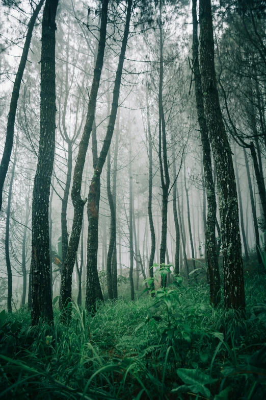 a forest filled with lots of tall trees, a picture, inspired by Elsa Bleda, sumatraism, ground mist, grey forest background, trees in the grassy hills, tall