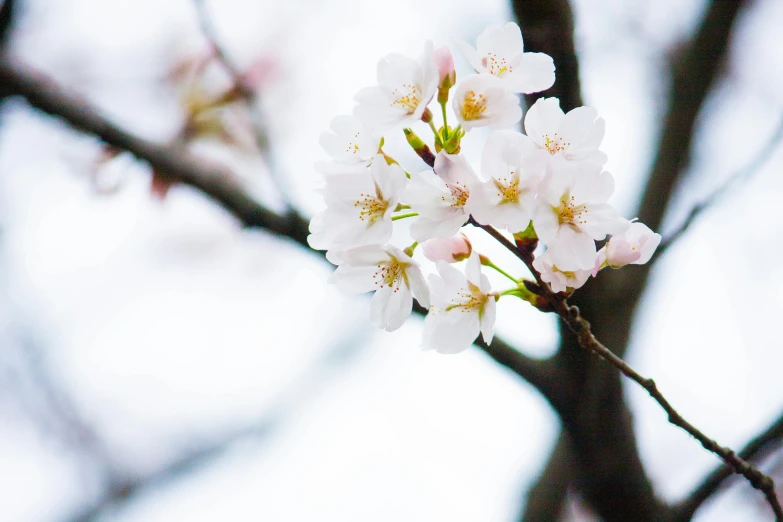 a close up of a bunch of flowers on a tree, inspired by Maruyama Ōkyo, trending on unsplash, sōsaku hanga, with white, sakura kinomoto, 4k photo”, instagram post