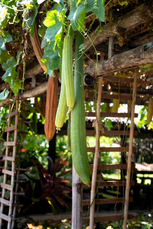 a bunch of gourds hanging from a wooden structure, in marijuanas gardens, slide show, a pair of ribbed, garden setting