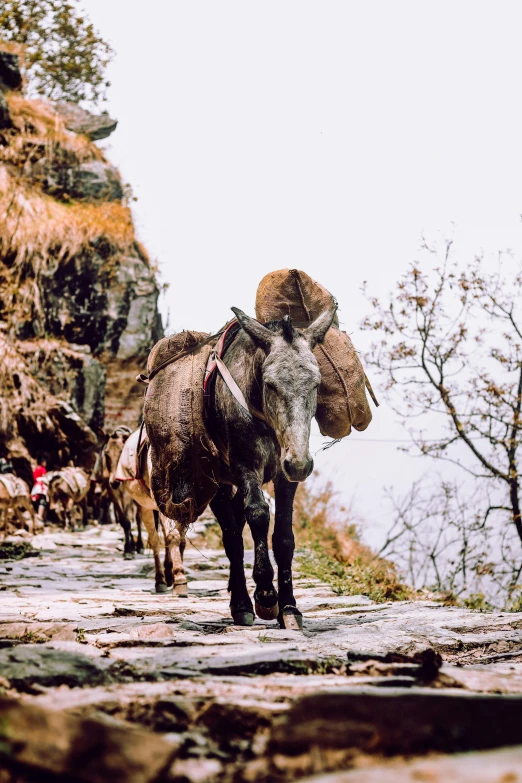 a couple of donkeys that are standing in the dirt, an album cover, pexels contest winner, mingei, natural stone road, himalayas, carrying a saddle bag, profile image