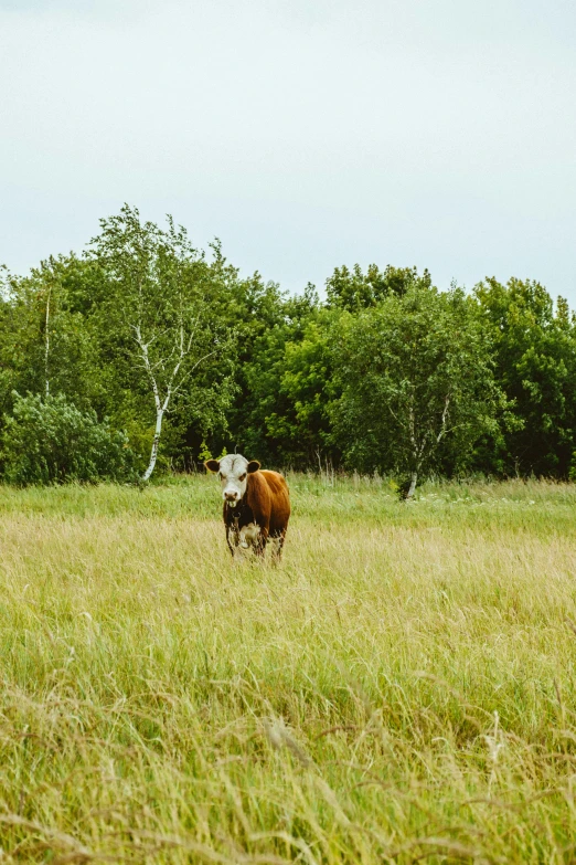 a brown and white cow standing on top of a grass covered field, in russia, tall grass, from afar, cowboy