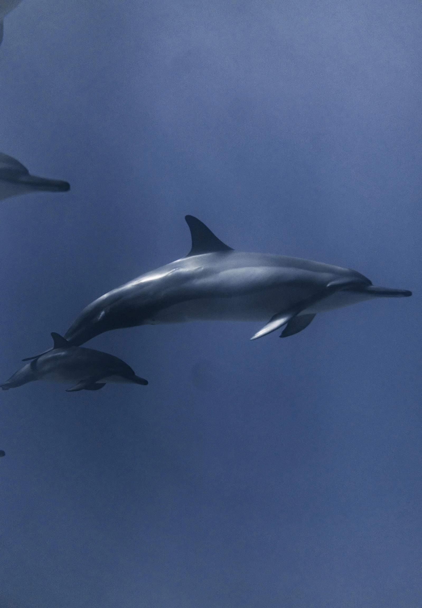 a group of dolphins swimming in the ocean, by Dean Ellis, fine art, azores, today\'s featured photograph 4k, dreamy soft, mariana trench