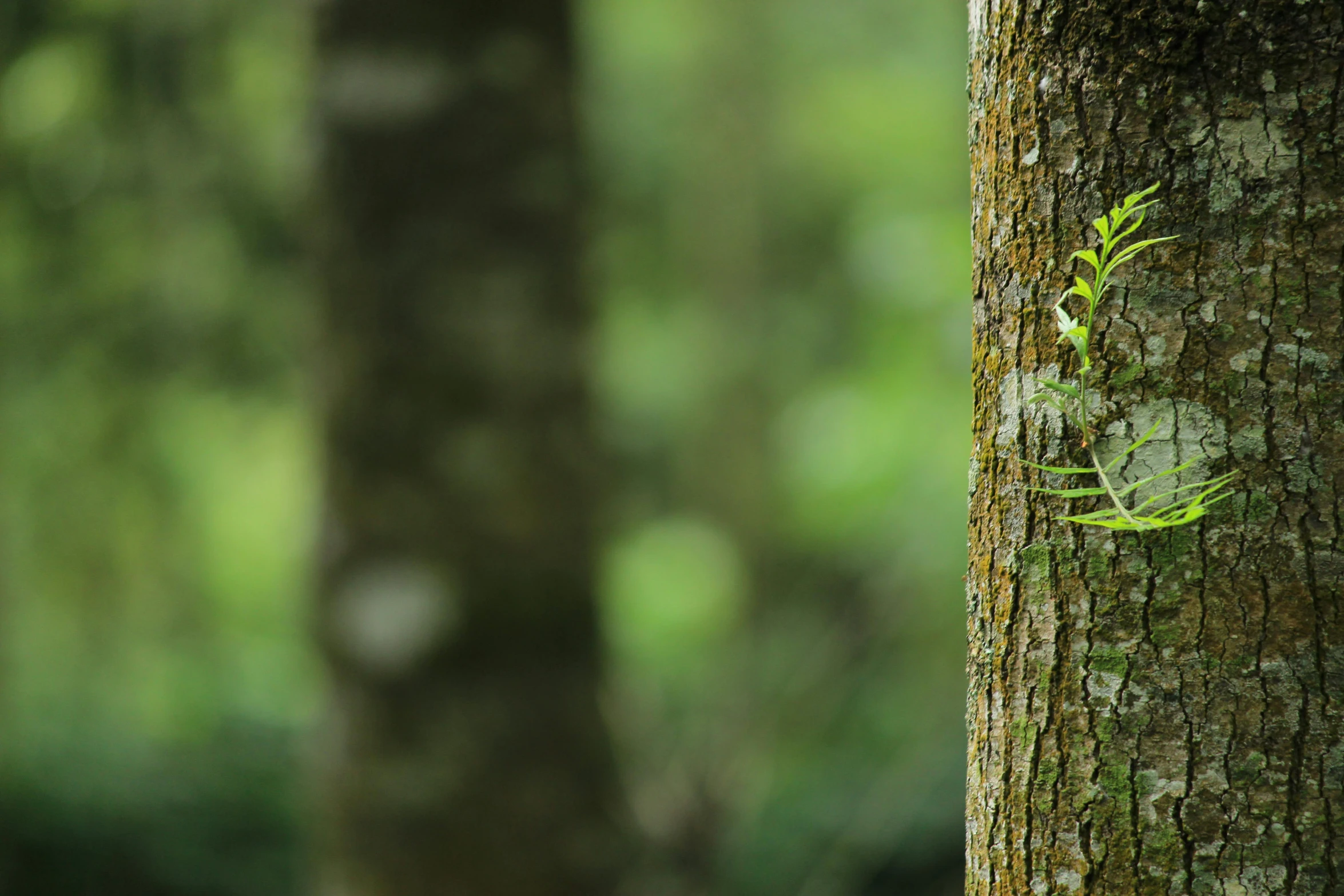 a small plant growing on the bark of a tree, unsplash, sumatraism, margay, distant photo, multiple stories, forested