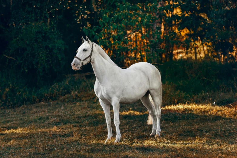 a white horse standing on top of a grass covered field, inspired by George Stubbs, pexels contest winner, renaissance, fall season, sleek smooth white plated armor, evening sunlight, looking majestic in forest