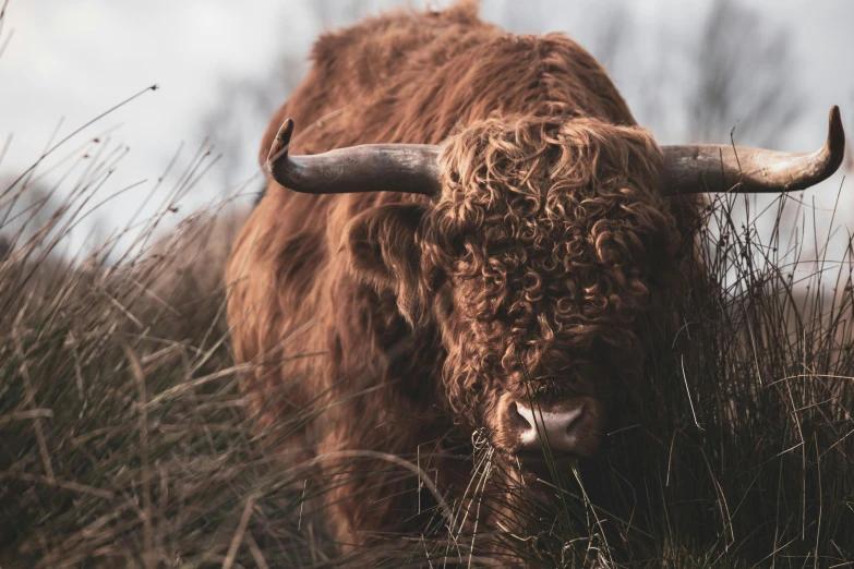 a brown cow standing on top of a grass covered field, pexels contest winner, renaissance, wild hairstyle, scottish style, eating, 🦩🪐🐞👩🏻🦳