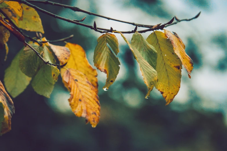 a close up of leaves on a tree branch, a photo, trending on pexels, tears running down, green and brown clothes, in a row, turning yellow