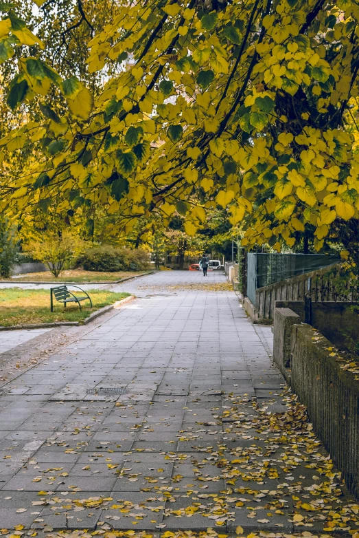 a person sitting on a bench under a tree, in legnica, yellow and olive color scheme, pathway, distant photo