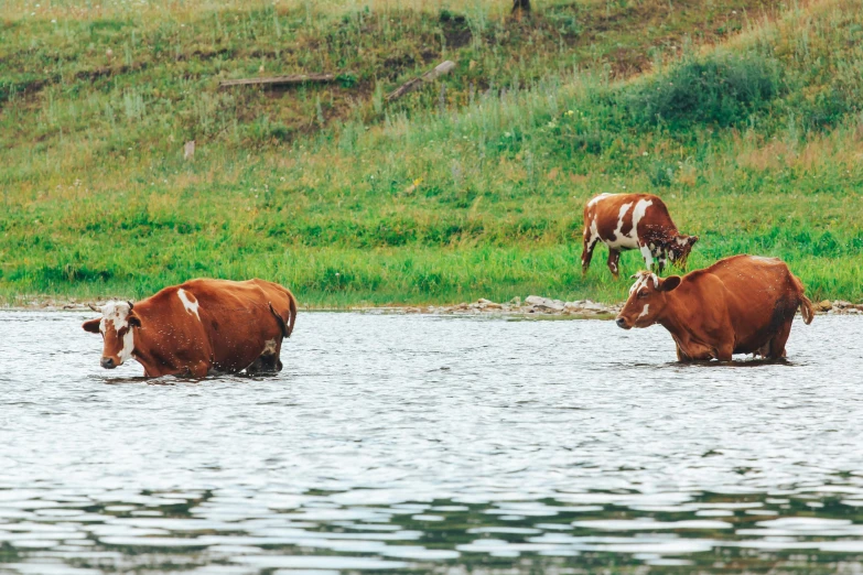 a couple of cows that are standing in the water, on a lake, three animals, wyoming, in style of heikala