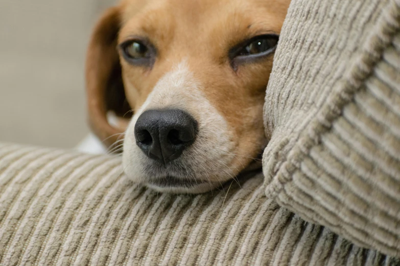 a brown and white dog laying on top of a couch, inspired by Elke Vogelsang, unsplash, bandaged nose, cushions, over his shoulder, cute beagle