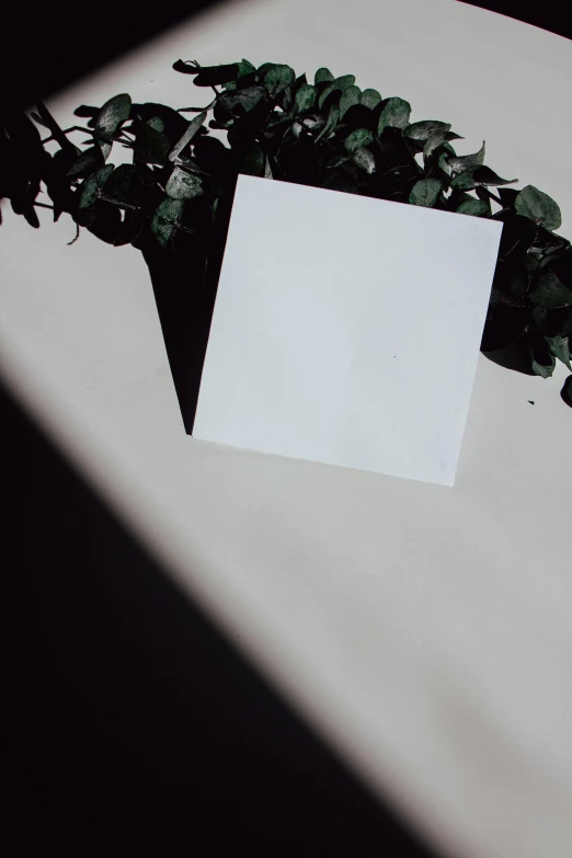 a white sign sitting on top of a table next to a plant, an album cover, trending on unsplash, postminimalism, contrasting shadows, ivy, square shapes, invitation card