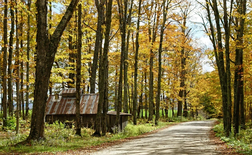 a dirt road in the middle of a forest, folk art, maple syrup, rusted walls, shades of gold display naturally, wooden structures