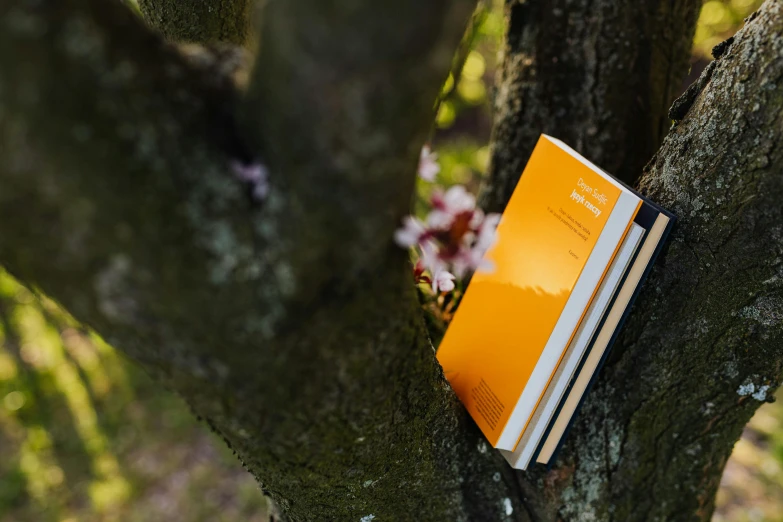 a book sitting on top of a tree branch, orange and white, al fresco, item, yellow-orange