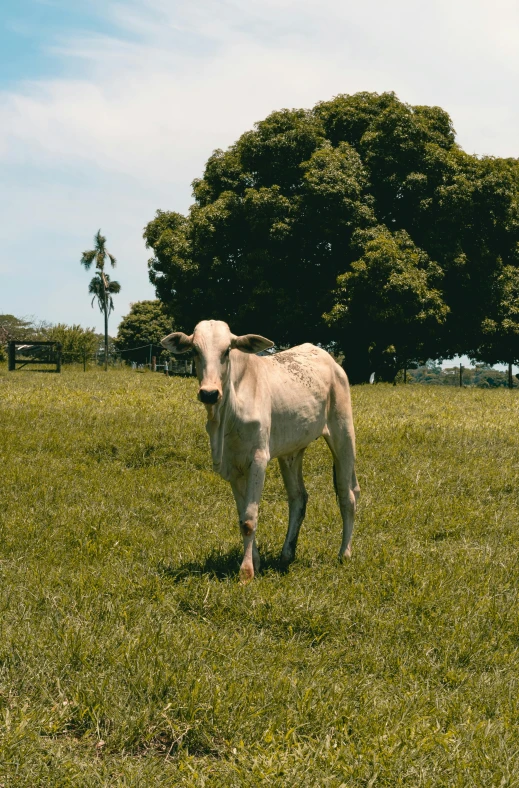 a white cow standing on top of a lush green field, an album cover, by Elsa Bleda, unsplash, happening, brazil, grainy footage, male emaciated, in a park