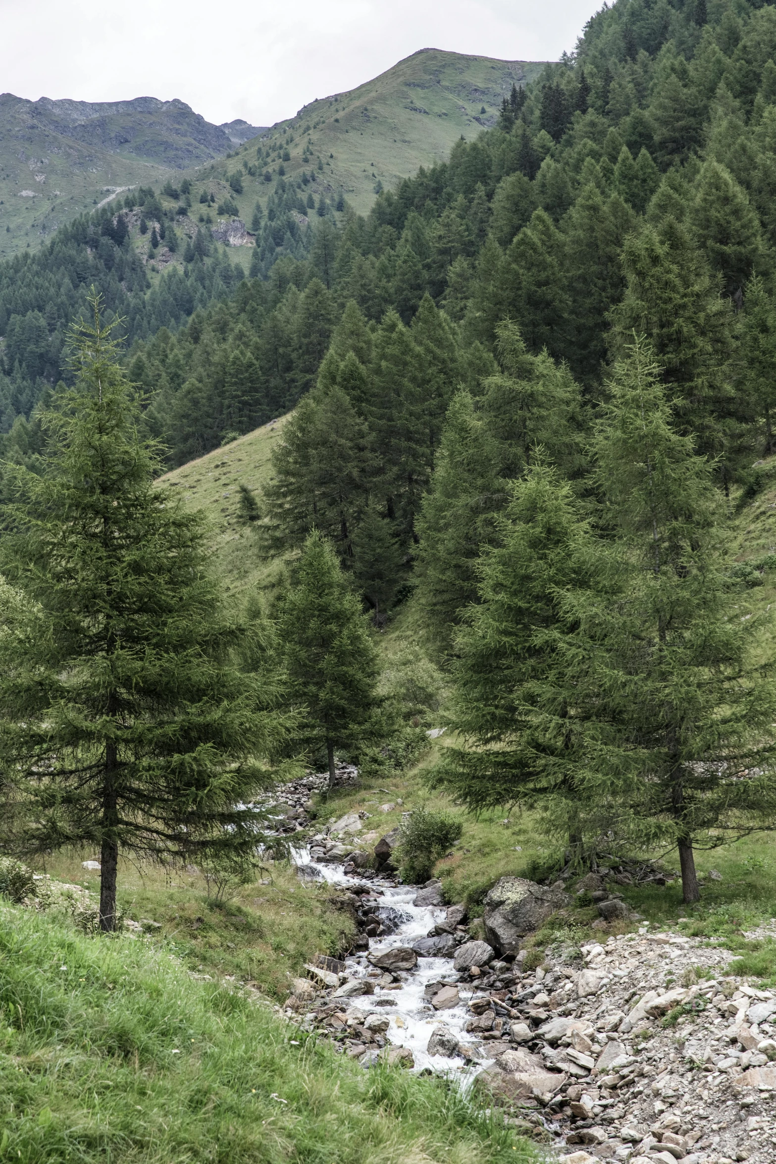 a stream running through a lush green hillside, by Carlo Martini, les nabis, dark pine trees, alpes, festivals, ((forest))