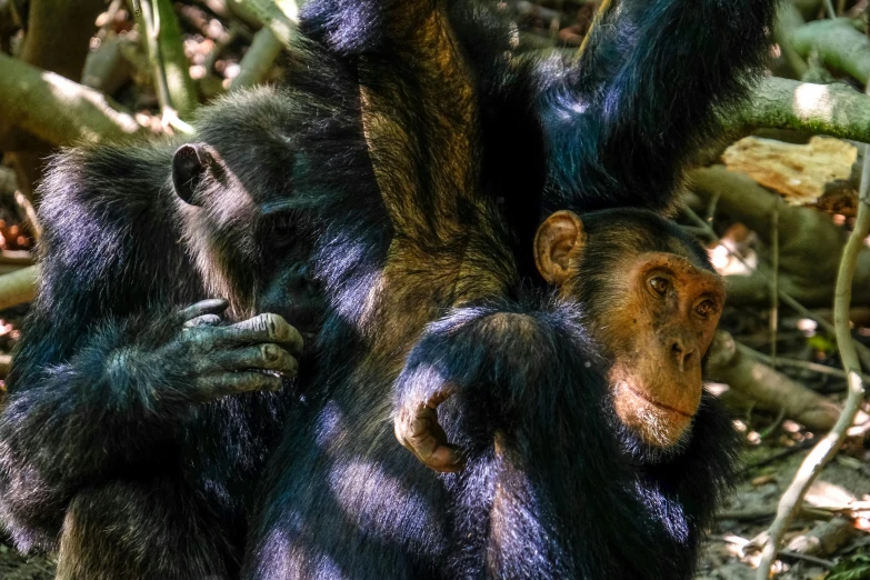 a baby chimpan is sitting on its mother's back, pexels contest winner, process art, african facial features, two male, a high angle shot, featured