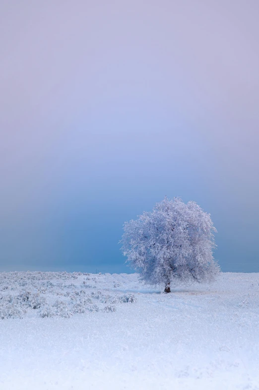 a lone tree in the middle of a snow covered field, unsplash contest winner, pastel blues and pinks, birch, foggy photo 8 k, 4k)