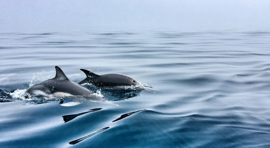 two dolphins swimming side by side in the ocean, by Matija Jama, pexels contest winner, fan favorite, on a yacht at sea, slide show, grey