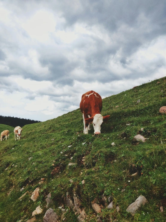 a brown and white cow standing on top of a lush green hillside, pexels contest winner, renaissance, meats on the ground, girl of the alps, 👰 🏇 ❌ 🍃, story telling aesthetic