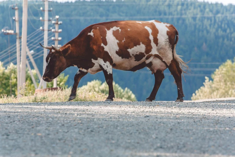 a brown and white cow standing on the side of a road, 🦩🪐🐞👩🏻🦳, red bull, new zealand, 4 legs