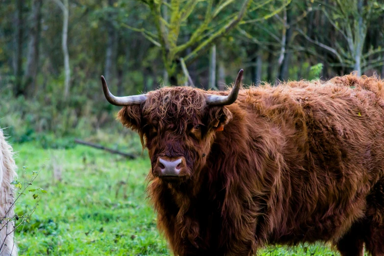 a brown cow standing on top of a lush green field, pexels contest winner, renaissance, his hair is messy and unkempt, caledonian forest, similar to hagrid, animal horn