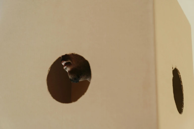 a mouse peeks out of a hole in a cardboard box, an album cover, inspired by Marten Post, trending on pexels, giant ferret, minimalist photorealist, small round face, high-quality wallpaper