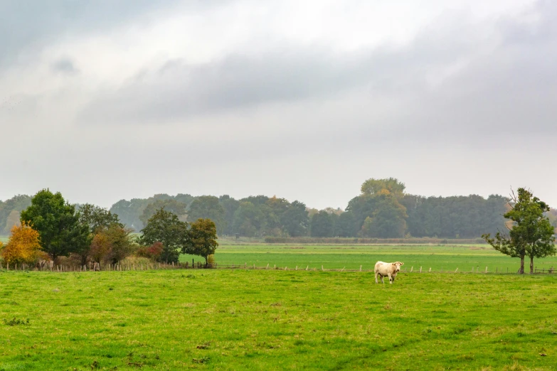 a herd of sheep standing on top of a lush green field, by Schelte a Bolswert, autumn field, grey skies, white horse, landscape photo