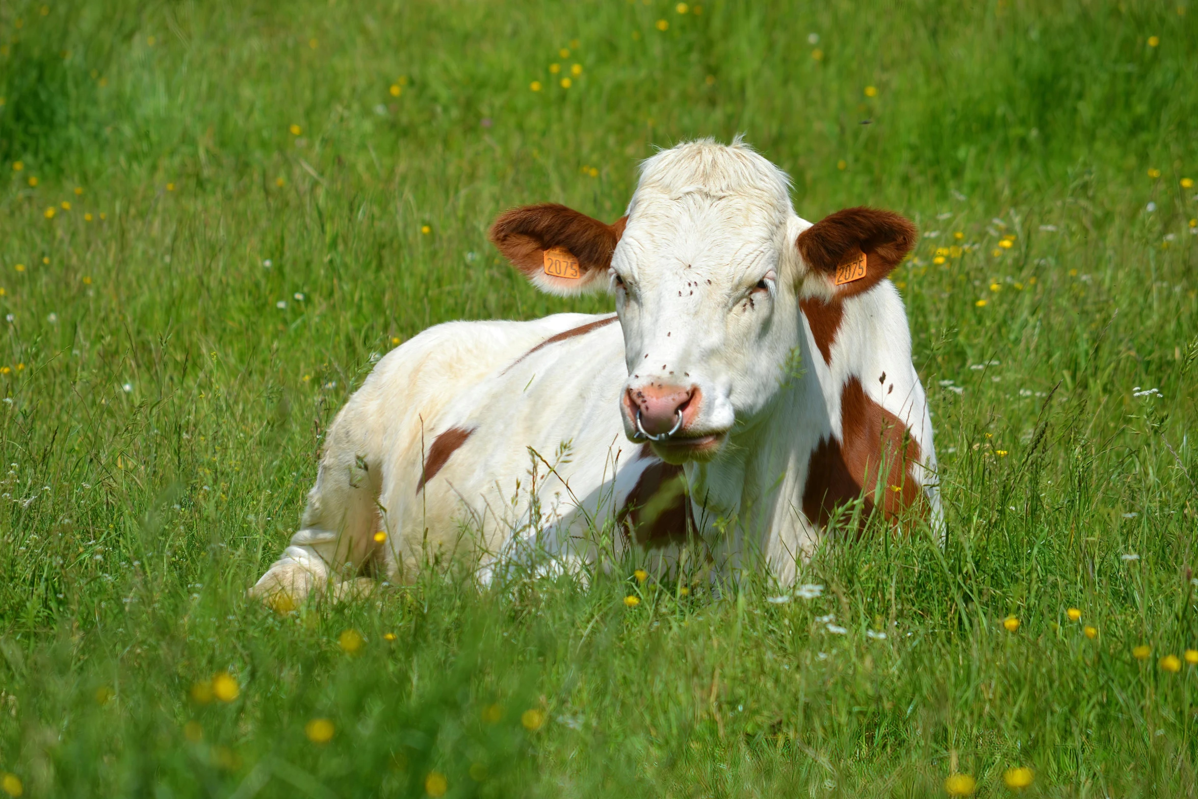 a cow that is laying down in the grass, pixabay, renaissance, white with chocolate brown spots, medium format, 2000s photo, avatar image