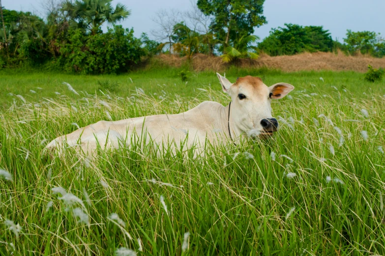 a cow laying in a field of tall grass, unsplash, jamaica, avatar image, india, fan favorite