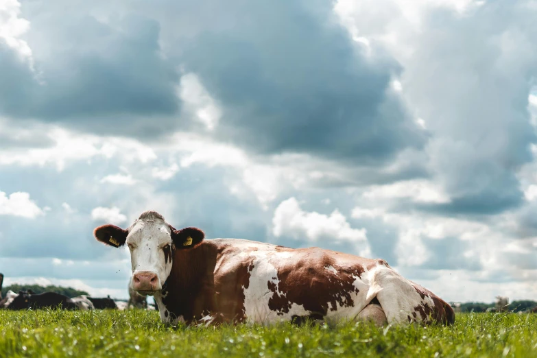 a brown and white cow laying on top of a lush green field, pexels contest winner, partly cloudy, chemistry, ground red meat, aged 2 5