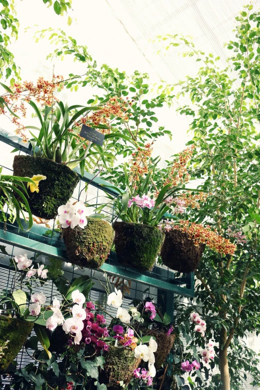 a greenhouse filled with lots of plants and flowers, moth orchids, special