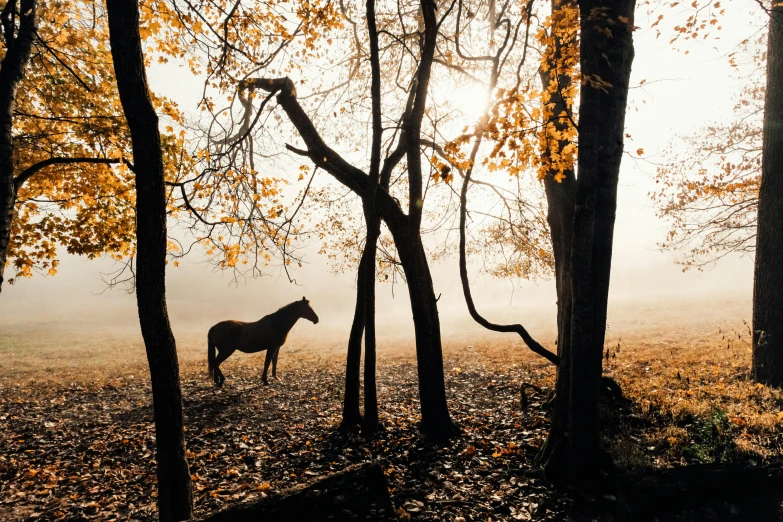 a horse standing in the middle of a forest, by Lucia Peka, unsplash contest winner, romanticism, laying under a tree on a farm, melancholy autumn light, orange fog, today\'s featured photograph 4k