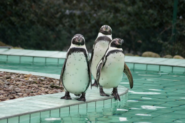 three penguins standing next to each other in a pool, pexels contest winner, happening, mystical kew gardens, thumbnail, unhappy, shiny and sparkling