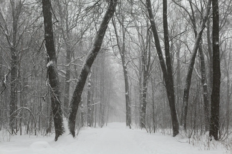 a man riding a snowboard down a snow covered slope, inspired by Ivan Shishkin, pexels contest winner, tonalism, road between tall trees, grey, snowstorm ::5, big oak trees