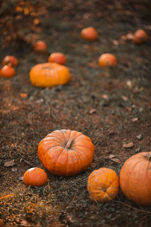 a bunch of pumpkins laying on the ground, by Elsa Bleda, unsplash, land art, 2 5 6 x 2 5 6 pixels, programming, hi - res, tall