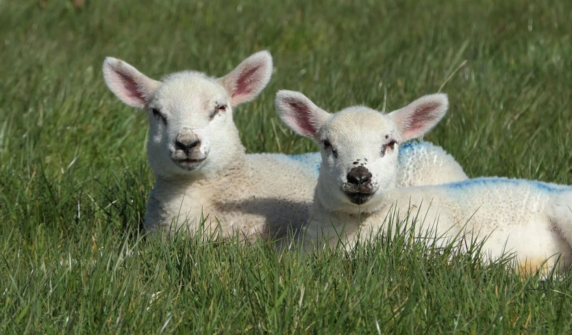 a couple of sheep laying on top of a lush green field, facing the camera, pale pointed ears, in the sun, heterochromia