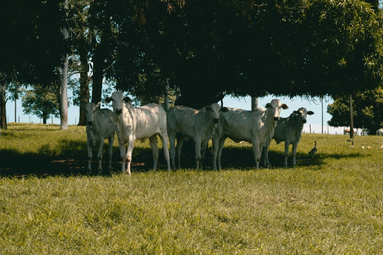 a herd of cattle standing on top of a lush green field, an album cover, by Elsa Bleda, unsplash, white metal, brazil, 6 pack, grey