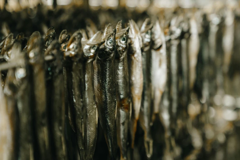 a bunch of fish that are on a rack, by Daniel Lieske, trending on pexels, full of silver layers, swedish, bitter, hemp