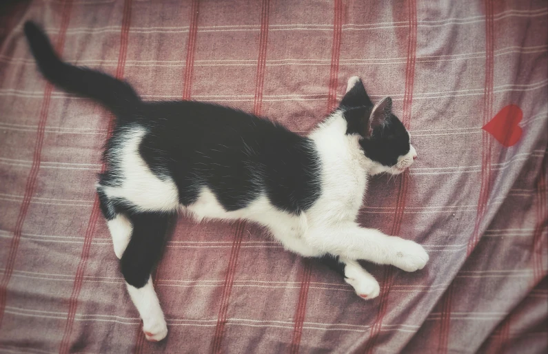 a black and white cat laying on a bed, pexels contest winner, arabesque, red and white and black colors, instagram post, fully posable, slightly pixelated