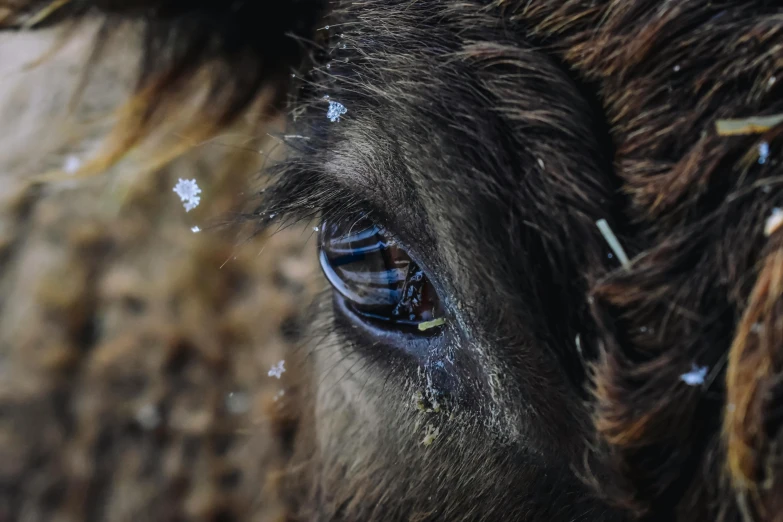 a close up of a close up of a horse's eye, by Adam Marczyński, pexels contest winner, wearing ice crystals, beef, encrusted with jewels, cow