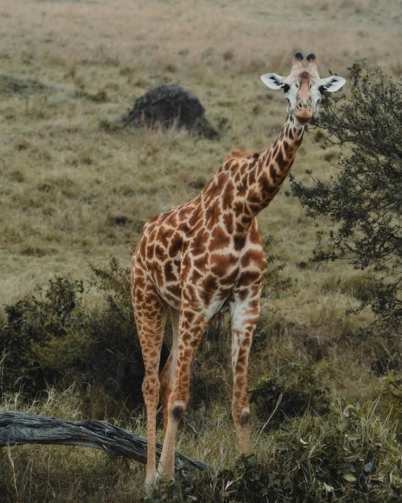 a giraffe standing on top of a grass covered field, posing for a picture