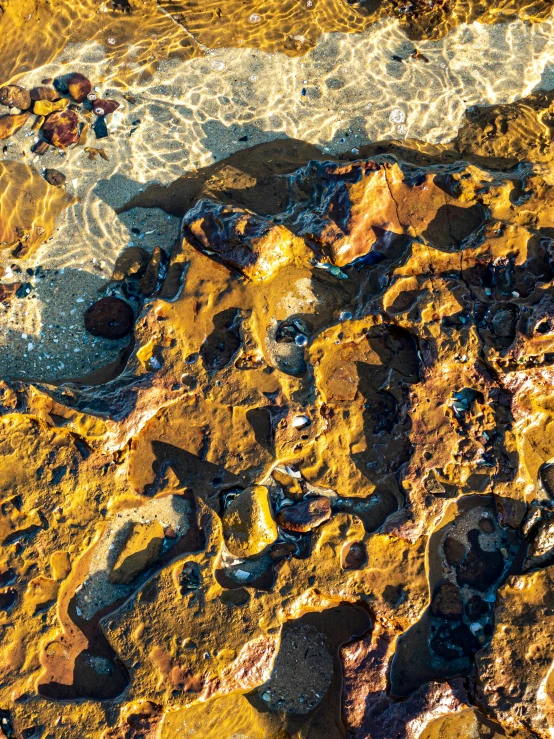 a group of people swimming in a body of water, an ultrafine detailed painting, by Dave Melvin, unsplash, australian tonalism, shiny layered geological strata, golden hour closeup photo, he is covered with barnacles, shades of aerochrome gold