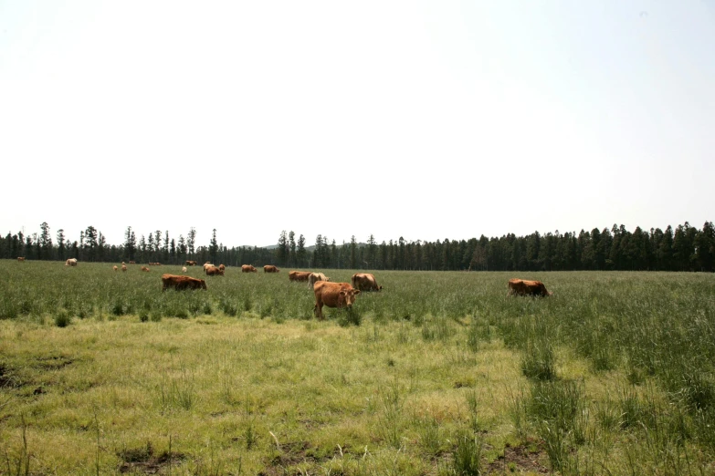 a herd of cattle standing on top of a lush green field, by Jessie Algie, unsplash, land art, boreal forest, meats on the ground, 2000s photo, 2 5 6 x 2 5 6 pixels