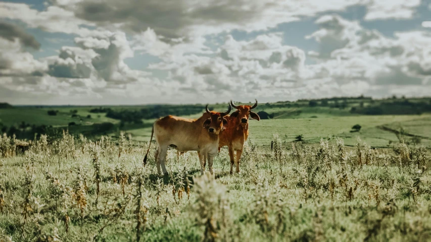 a couple of cows standing on top of a grass covered field, by Emma Andijewska, unsplash contest winner, renaissance, background image, brazil, outside in a farm, adult pair of twins