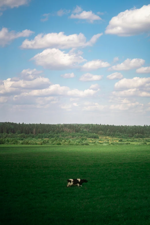 a couple of cows laying on top of a lush green field, inspired by Isaac Levitan, unsplash, color field, f 1.4 kodak portra, moscow, cumulus, distant forest