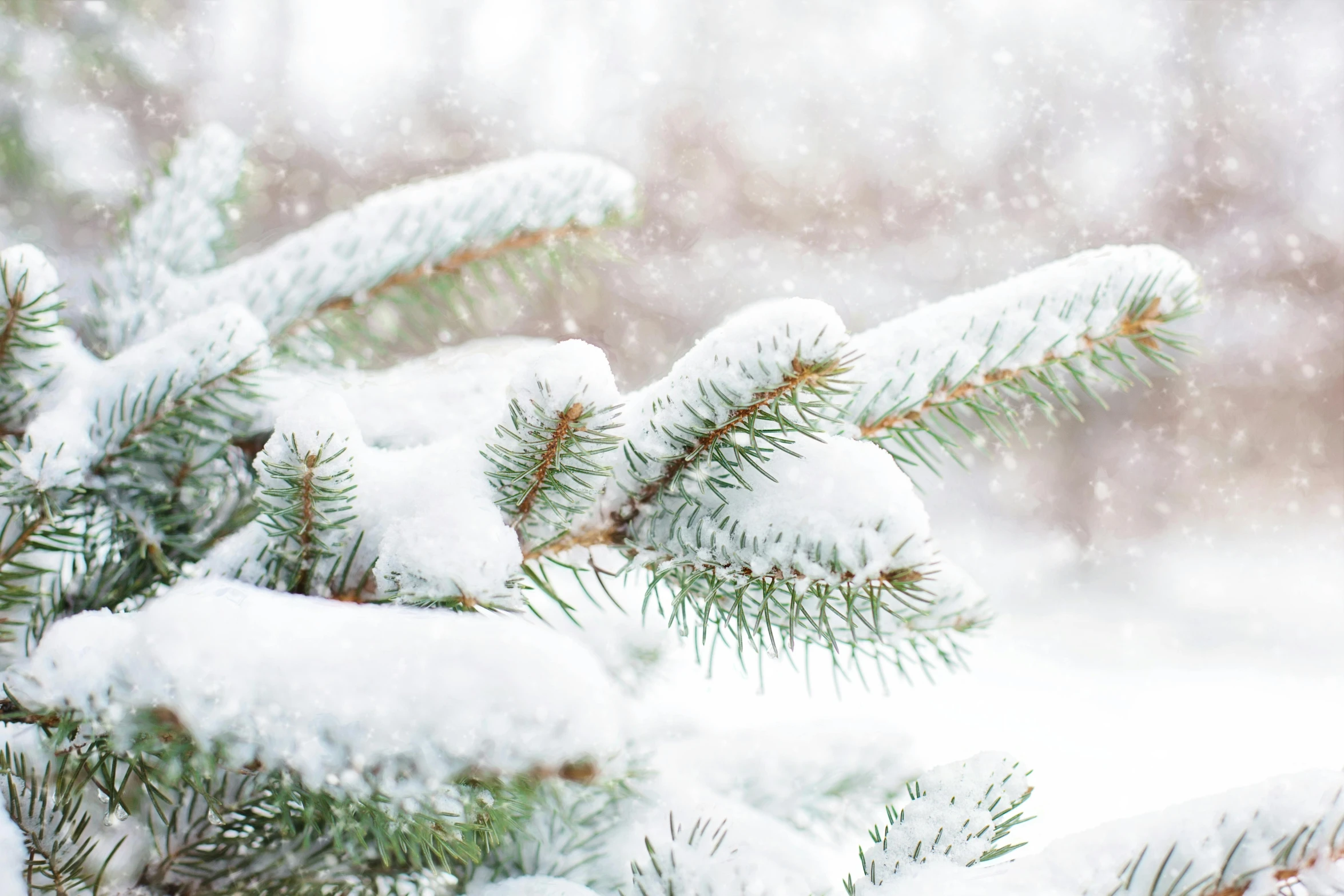 a close up of a pine tree covered in snow, in the snow