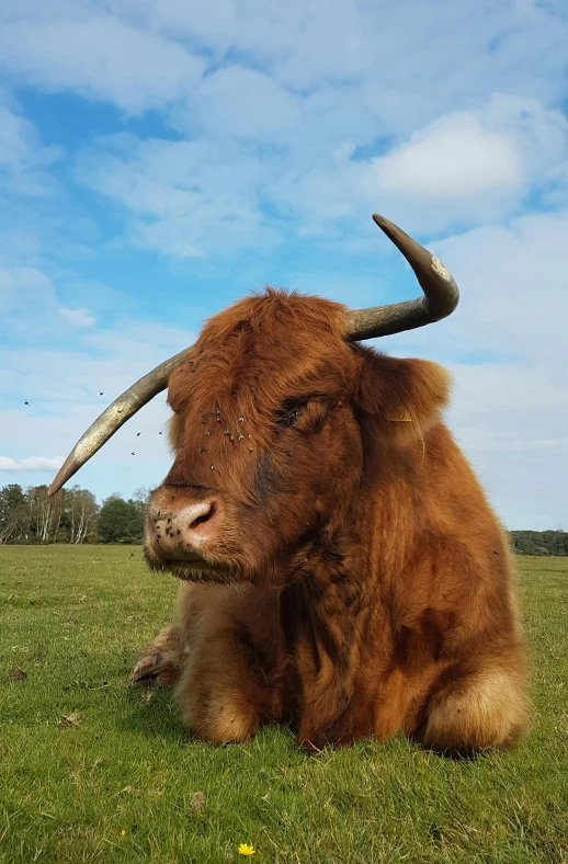 a brown cow laying on top of a lush green field, impressive horns, bisley, highly upvoted, sqare-jawed in medieval clothing