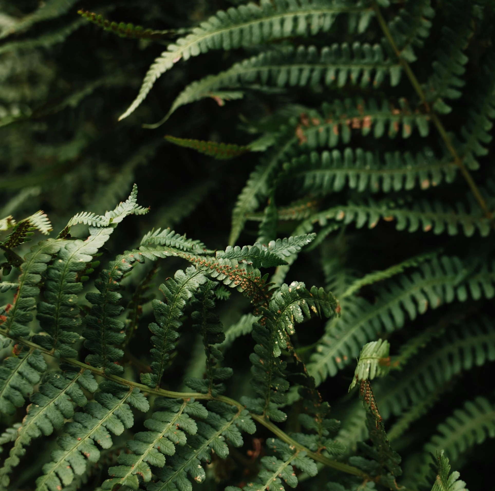 a red fire hydrant sitting on top of a lush green forest, an album cover, inspired by Elsa Bleda, trending on pexels, hurufiyya, wreath of ferns, trap made of leaves, alessio albi, fern