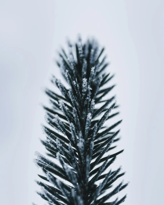 a close up of a pine tree with snow on it, a macro photograph, by Adam Marczyński, grey, tall thin, ilustration, 8k 50mm iso 10