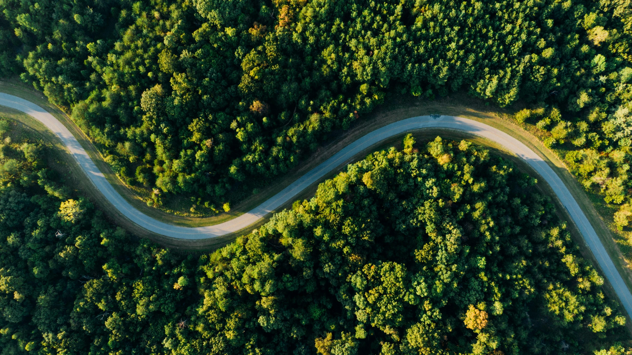 a winding road in the middle of a forest, pexels contest winner, birds eye overhead perspective, lush greenery, wide film still, sustainable materials