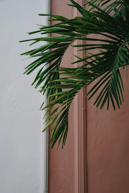 a palm tree in front of a pink door, inspired by Elsa Bleda, trending on unsplash, low detail, green plant, alessio albi, sustainable materials